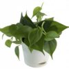Philodendron Oxycardium Green Plant